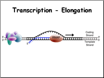 Transcription - Elongation