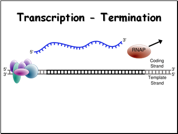 Transcription - Termination