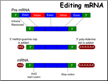 Editing mRNA