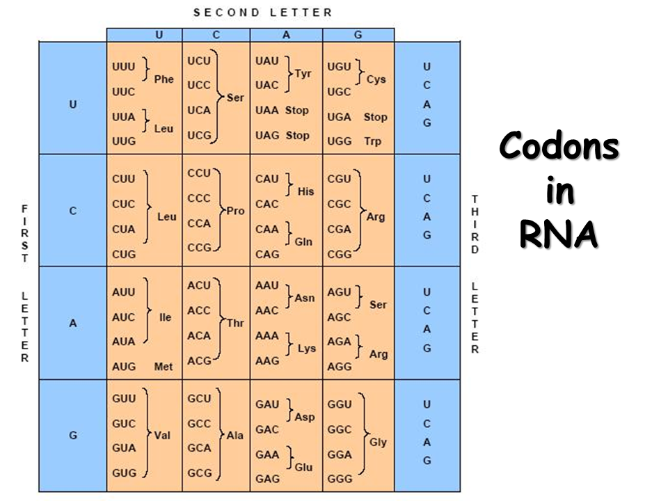 RNA. Structure, Transcription and Editing - Presentation ... sugar dna diagram 