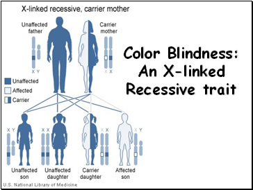 Color Blindness: An X-linked Recessive trait