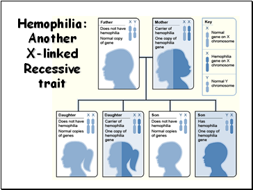 Hemophilia: Another X-linked Recessive trait