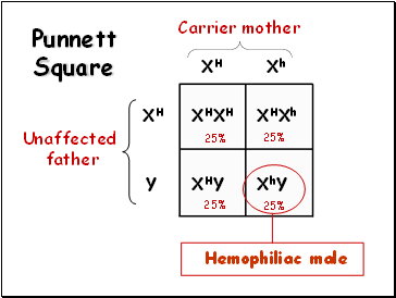 Punnett Square