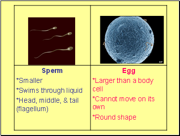 Sexual Reproduction in Animals