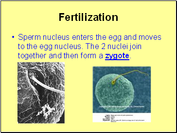 Fertilization