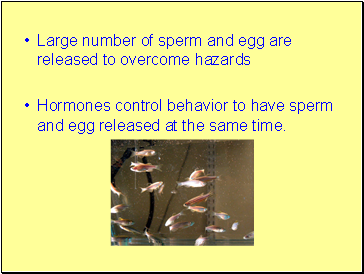 Large number of sperm and egg are released to overcome hazards