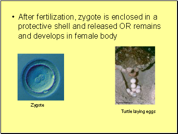 After fertilization, zygote is enclosed in a protective shell and released OR remains and develops in female body