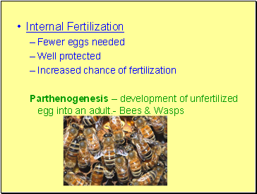 Internal Fertilization