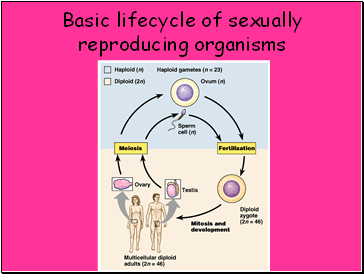Basic lifecycle of sexually reproducing organisms
