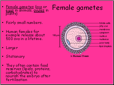 Female gametes