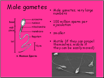 Male gametes