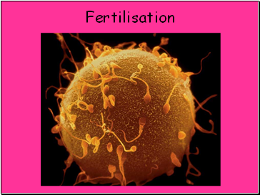 Fertilisation