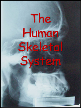 Skeletal System