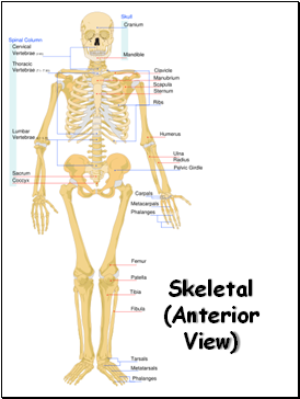 Skeletal (Anterior View)