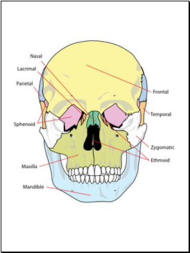 Skeletal (Posterior View)