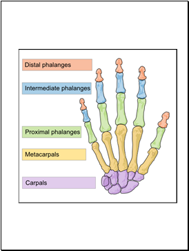 Skeletal (Posterior View)