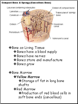 Bone as Living Tissue