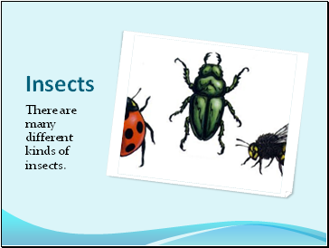 Insects