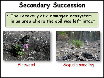 Secondary Succession
