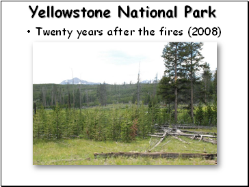 Yellowstone National Park