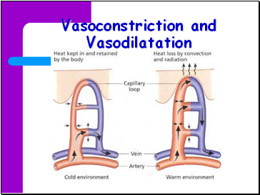 Vasoconstriction and Vasodilatation