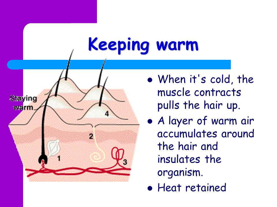 Temperature regulation - Presentation Biology - SliderBase water bath diagram 