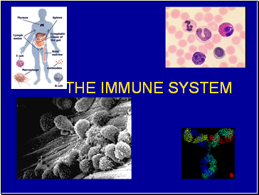 The Immune System