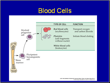 Blood Cells