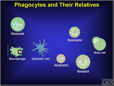 Phagocytes