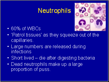 Neutrophils