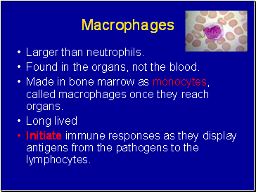 Macrophages