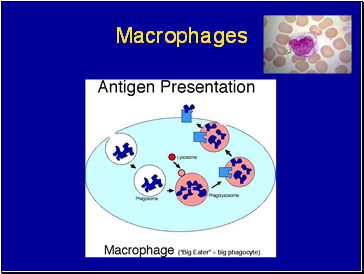 Macrophages