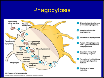 Phagocytosis