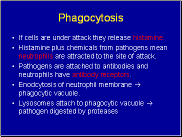 Phagocytosis