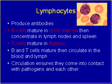 Lymphocytes