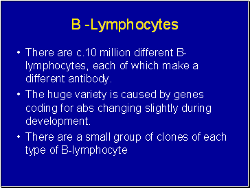 B -Lymphocytes