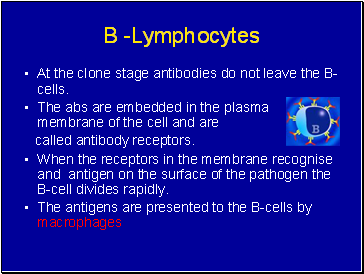 B -Lymphocytes