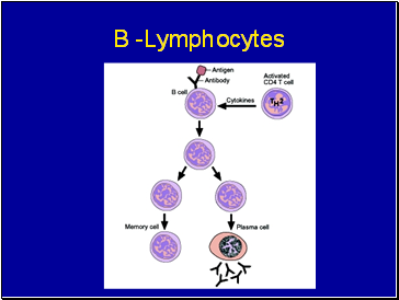 B -Lymphocytes