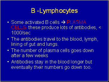 B -Lymphocytes