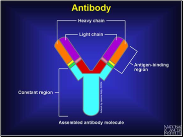 The Immune System