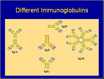 Different Immunoglobulins
