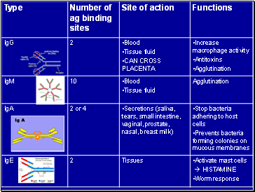 Different Immunoglobulins