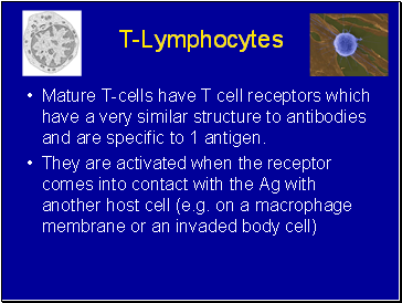 T-Lymphocytes