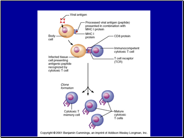 The Immune System