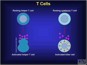 The Immune System