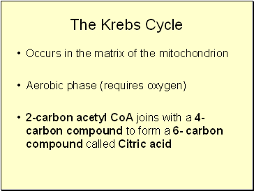 The Krebs Cycle