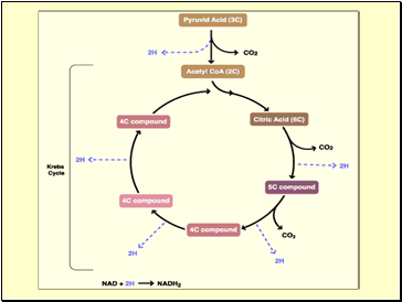 The Krebs Cycle