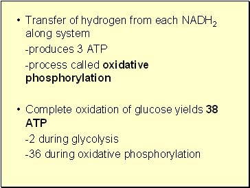 Transfer of hydrogen from each NADH2 along system
