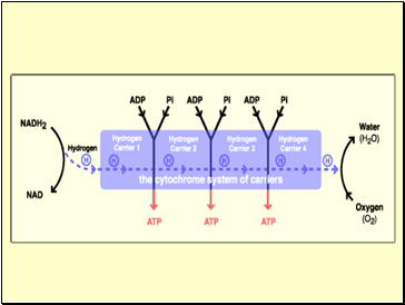 The Cytochrome System