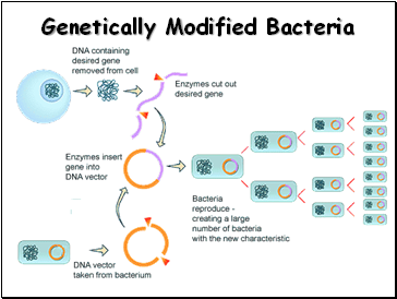 Genetically Modified Bacteria